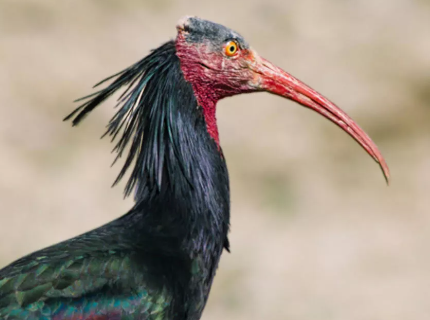 Bir Kelaynak hikayesi